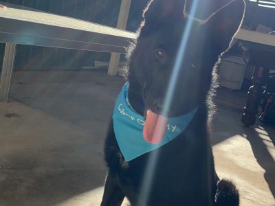 Selling my 7-month-old German Shepherd