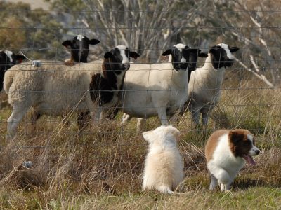 Border Collie Pups – 1 Amazing Boy Left!