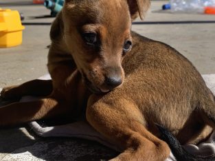 Miniature Pinscher pups