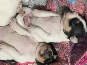Smooth Fox Terrier Pups