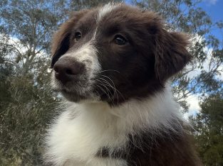 Beautiful Chocolate/White Border Collie Puppies