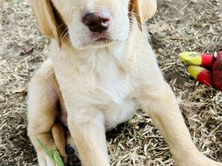 8 week Golden retriever cross Lab pups for sale