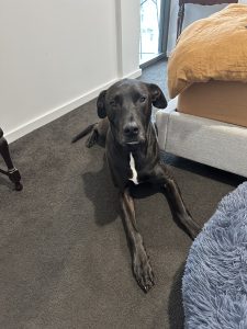 Beautiful dog looking for home