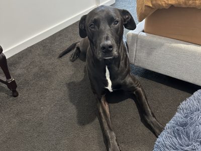 Beautiful dog looking for home