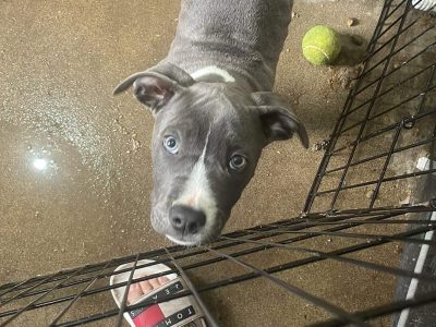 Blue American Staffordshire Terriers