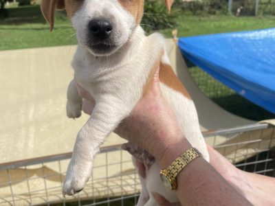 Pure Bred Jack Russell Pups