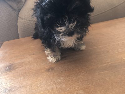 Maltese x Shih Tzu Gold Coast