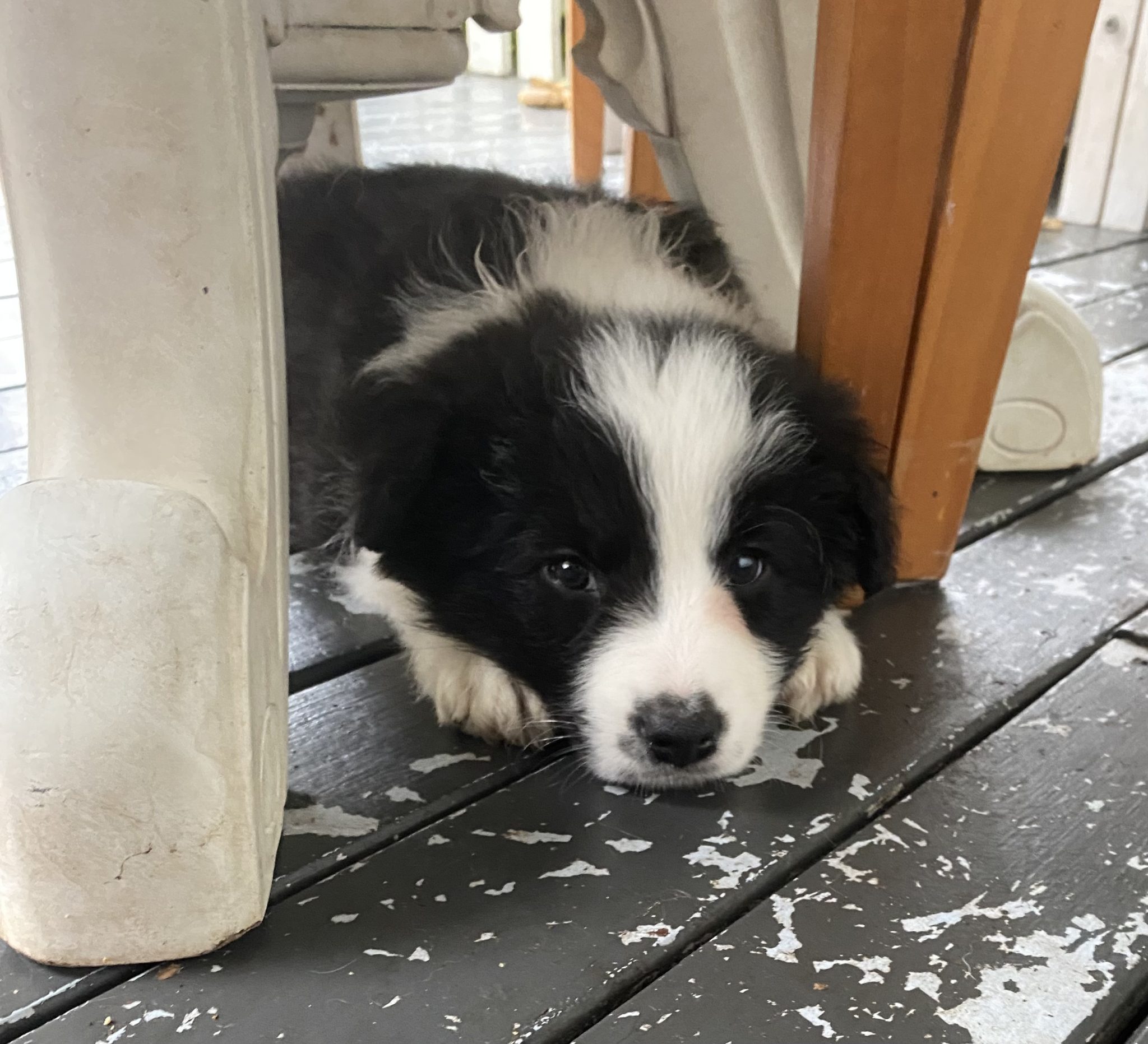 Black & White Border Collie puppy available
