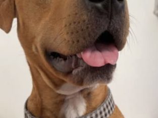 3 year old buddy staffy x mastiff free