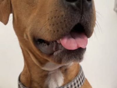 3 year old buddy staffy x mastiff free