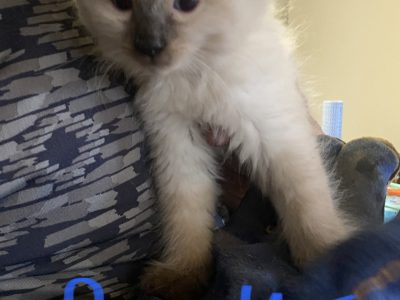 Gorgeous purebred ragdoll kittens