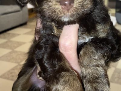 Gorgeous F1 moodles for sale