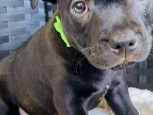 English staffy pup purebred
