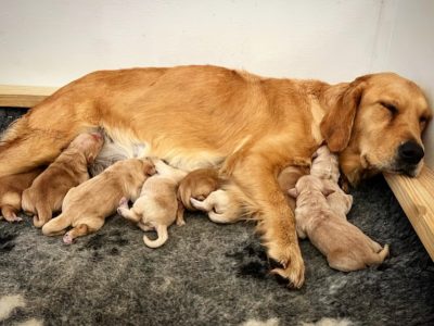 Purebred golden retriever puppies