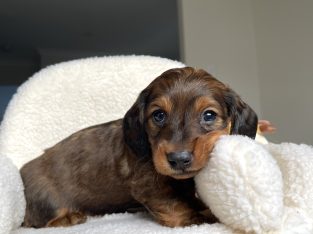 Purebred Miniature Dachshunds