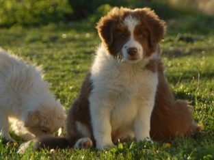 Border Collie Pups – 1 Amazing Boy Left!