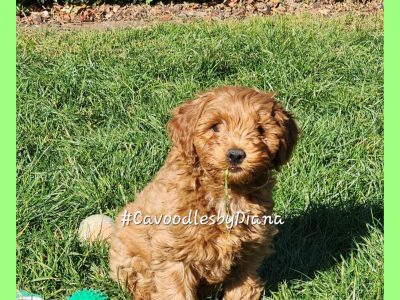 F1B Toy Cavoodles