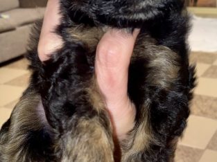 Gorgeous F1 moodles for sale