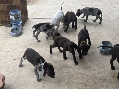 8 week old Gsp ready to go