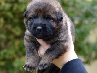 German Shepherd Puppies – Working Line