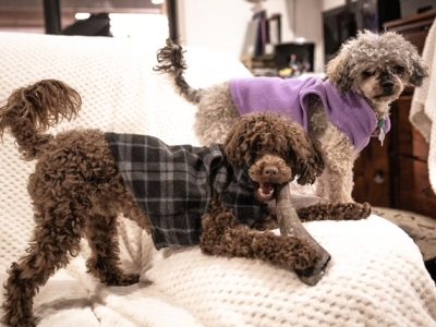 STUD-Chocolate Toy Poodle 3.8kg DNA tested