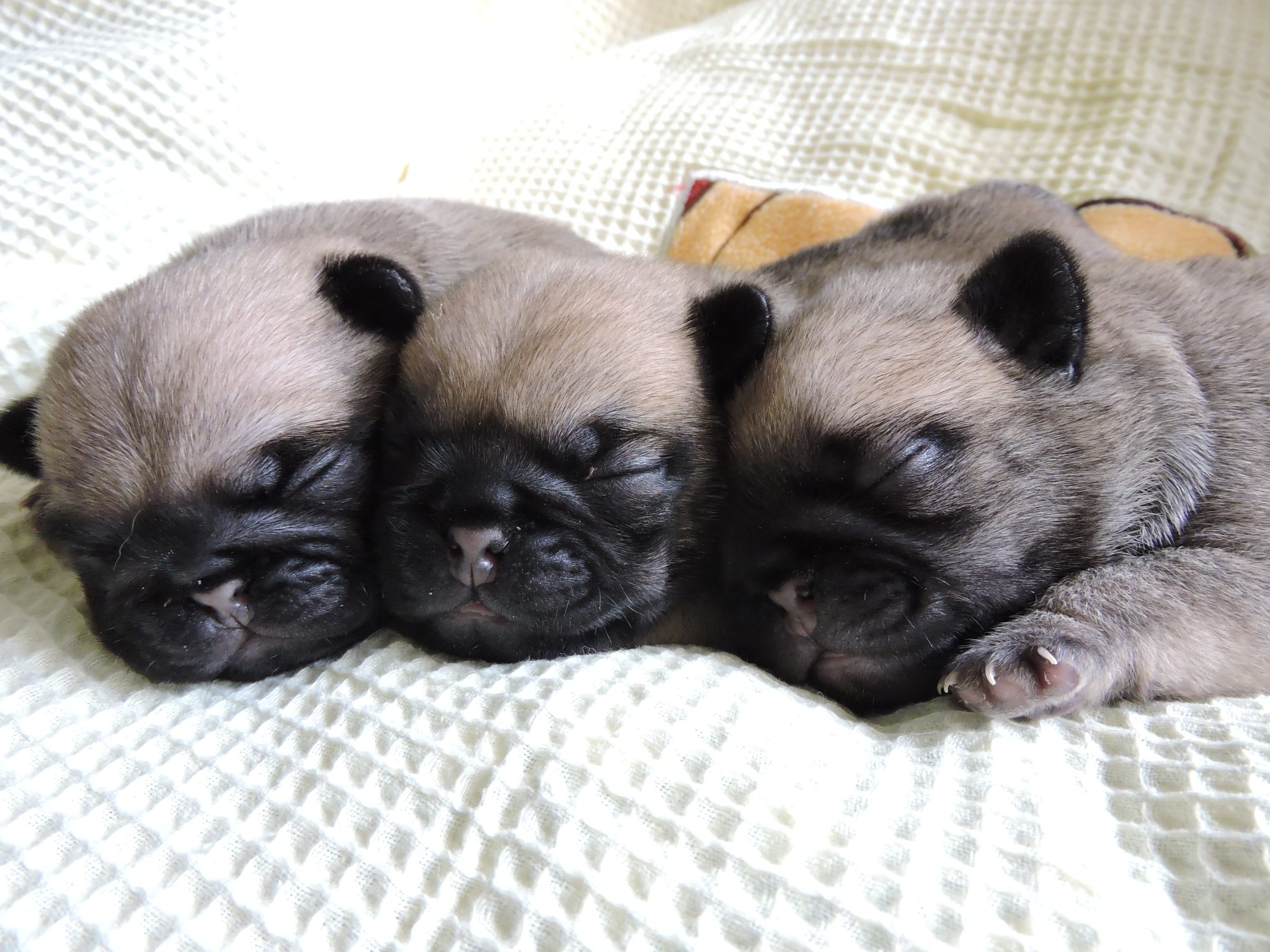 Purebred pug Puppies