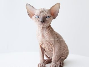Pedigree Sphynx kittens