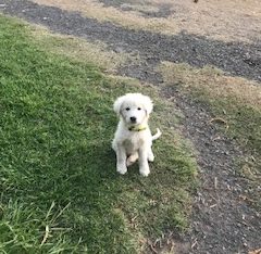Maremma Puppies