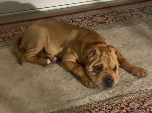 5 months old shir pei (female)