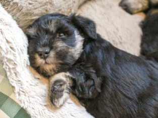 Pure Miniature Schnauzer Silver/Black