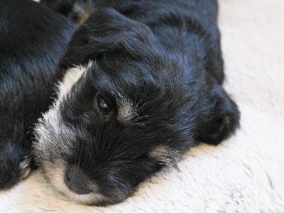 Pure Miniature Schnauzer Silver/Black