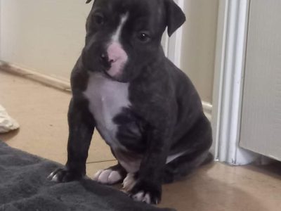 American staffy x english staffy