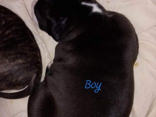 American staffy x english staffy