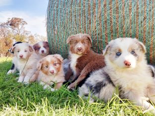 Pedigree Border Collie Puppies
