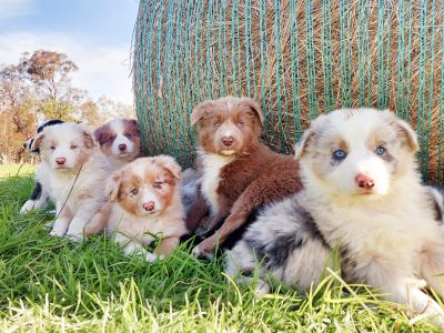 Pedigree Border Collie Puppies