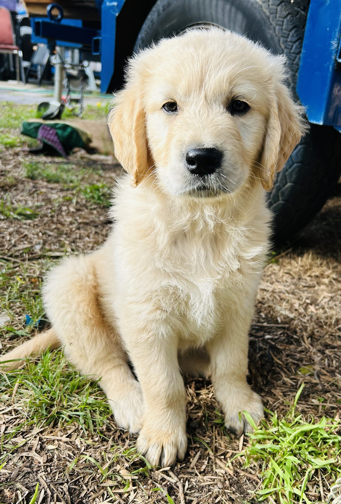 Golden Retriever Bennettswood PetsForHomes Golden Retriever Bennettswood PetsForHomes