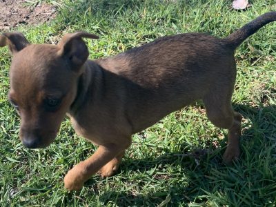 Miniature Pinscher pups