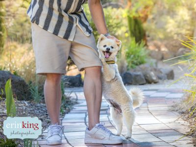Melbourne Pet Photographer