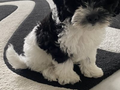 Toy Cavoodles 2 x boys, 1 x girls