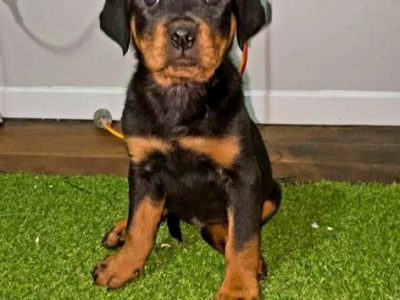 Rotweiler puppies