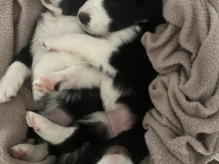 Black & White Border Collie puppy available