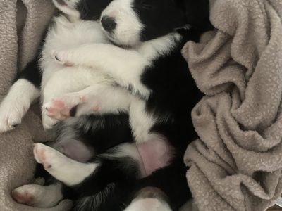 Black & White Border Collie puppy available
