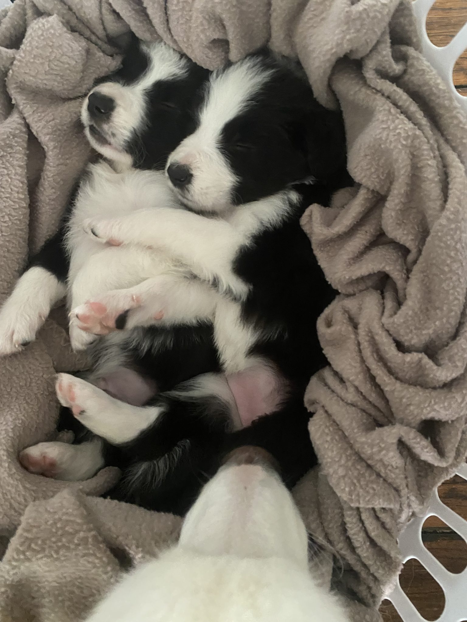 Black & White Border Collie puppy available