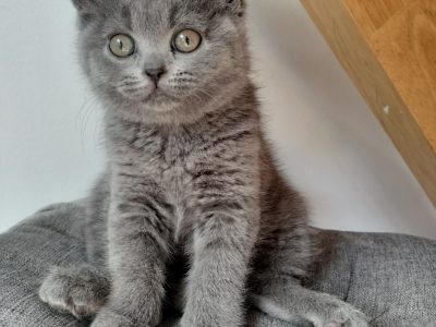 Purebred Female British Shorthair Kitten – Blue