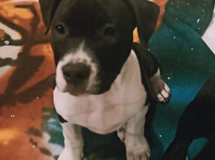 American Staffordshire Terrier Puppies