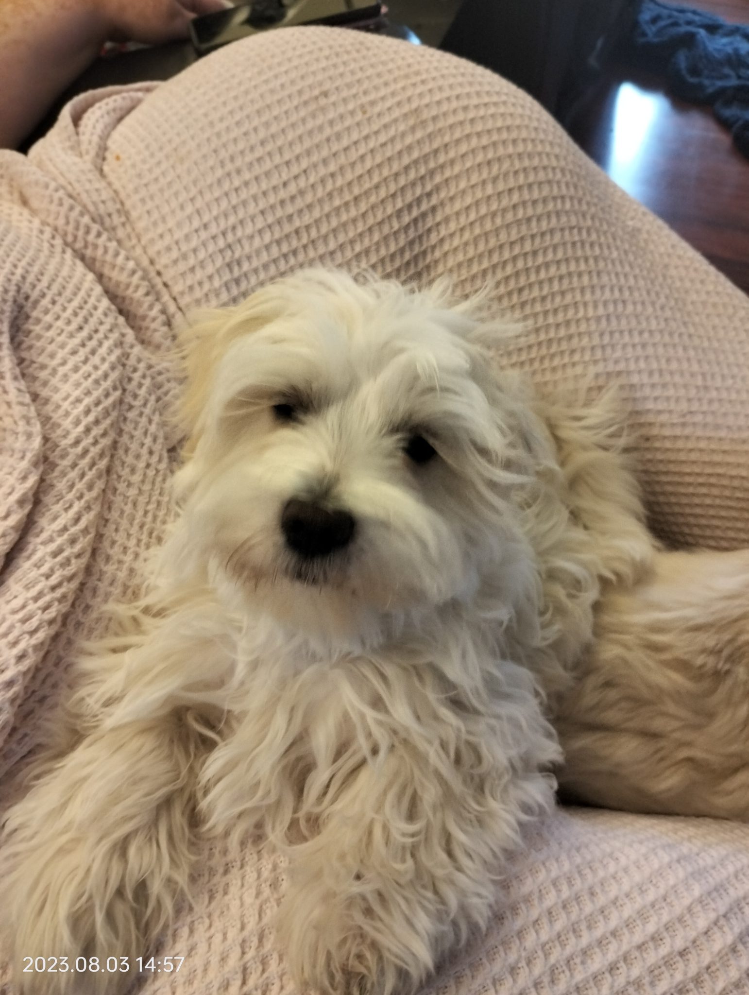 Maltese Shih Tzu Puppy for sale