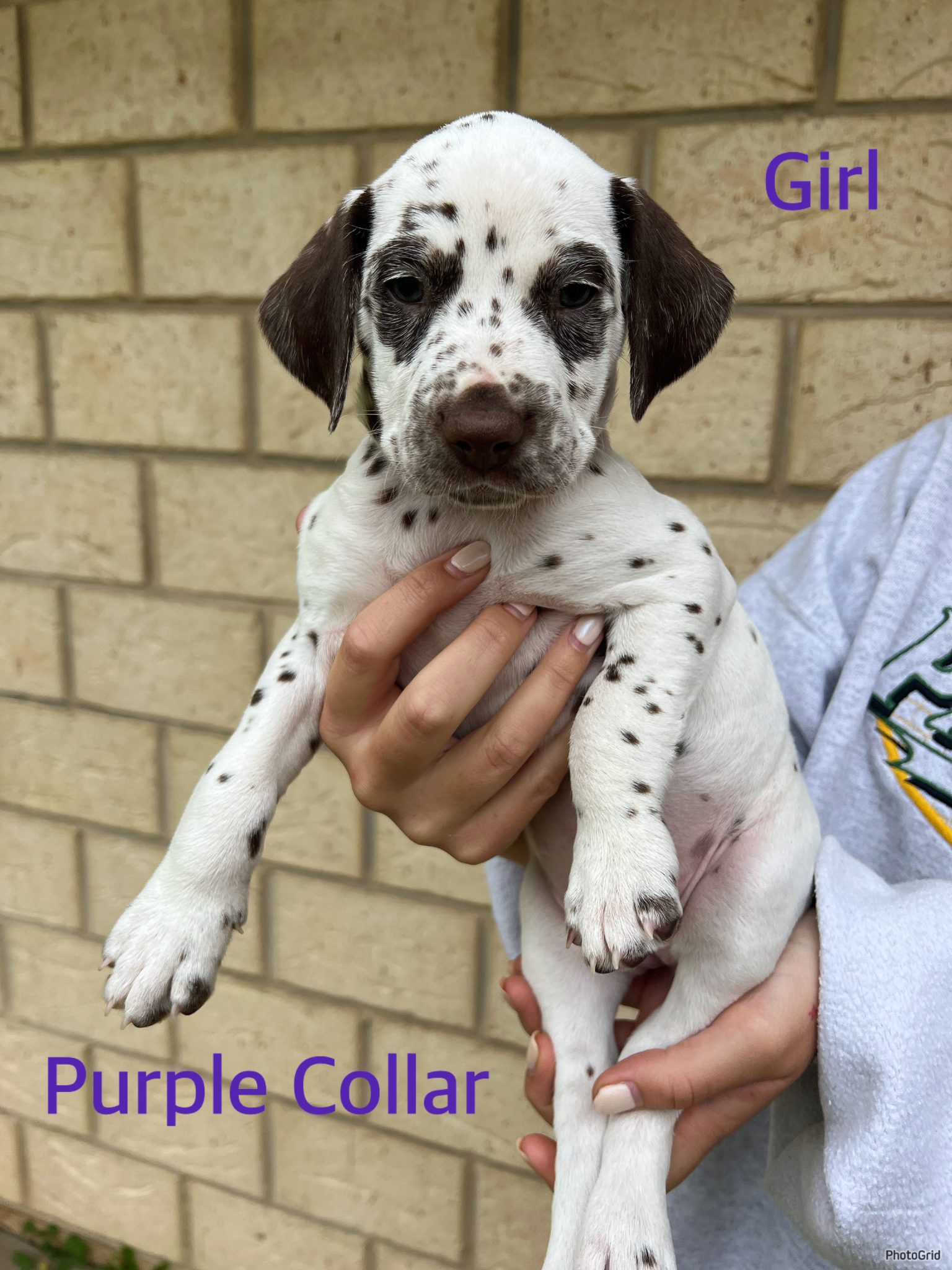 Liverspot Dalmatian puppies available from 19/7/23