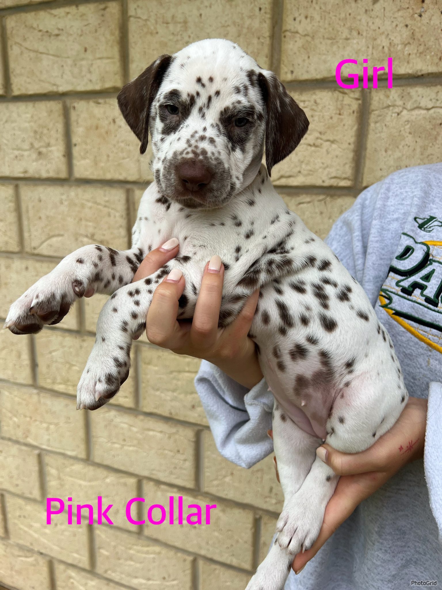 Liverspot Dalmatian puppies available from 19/7/23
