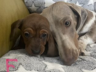 Miniature Smooth Dachshund puppy – Red Dapple girl