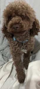 STUD-Chocolate Toy Poodle 3.8kg DNA tested